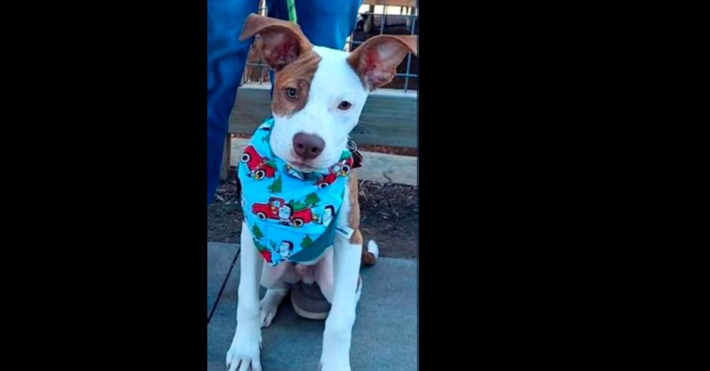 Enlarge Petey, a Adoptable mixed breed in Dallas, TX image 6/6