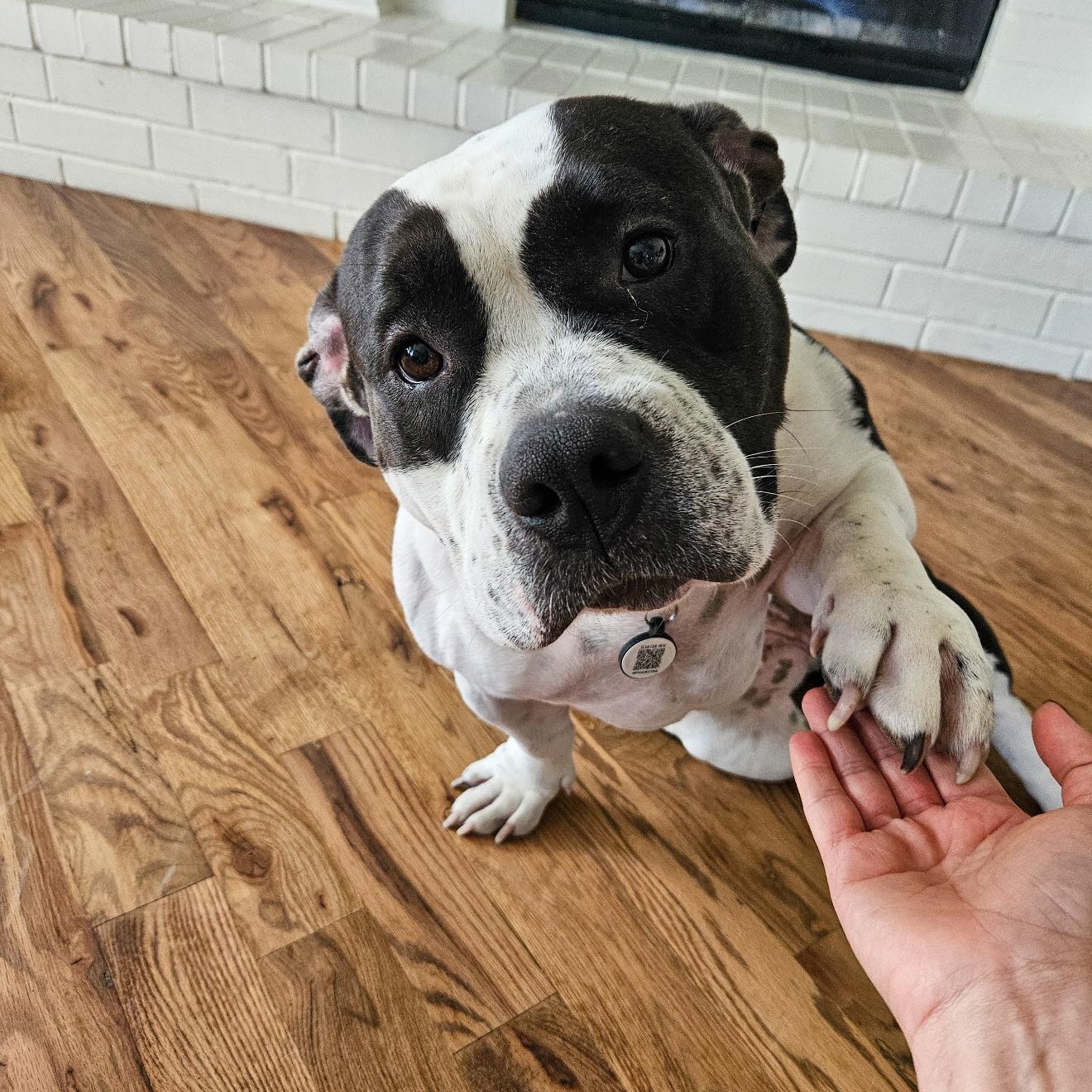 Enlarge Lola, an adopted mixed breed in Haslet, TX image 3/6