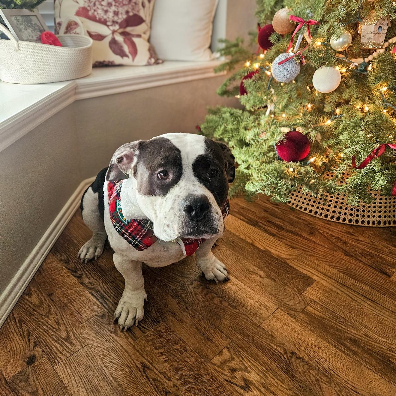 Lola, Adoptable, Adult Female American Bully & American Staffordshire Terrier.