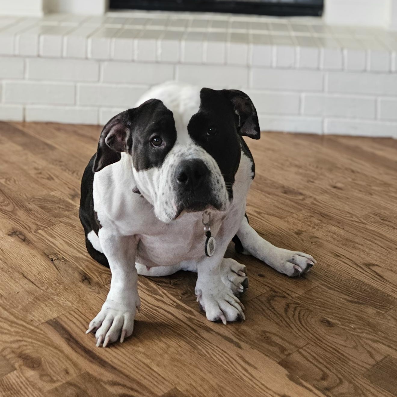 Enlarge Lola, an adopted mixed breed in Haslet, TX image 2/6