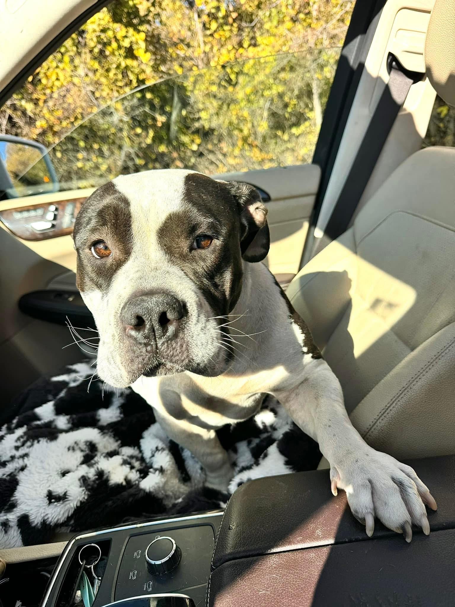 Enlarge Lola, a Adoptable mixed breed in Haslet, TX image 4/5