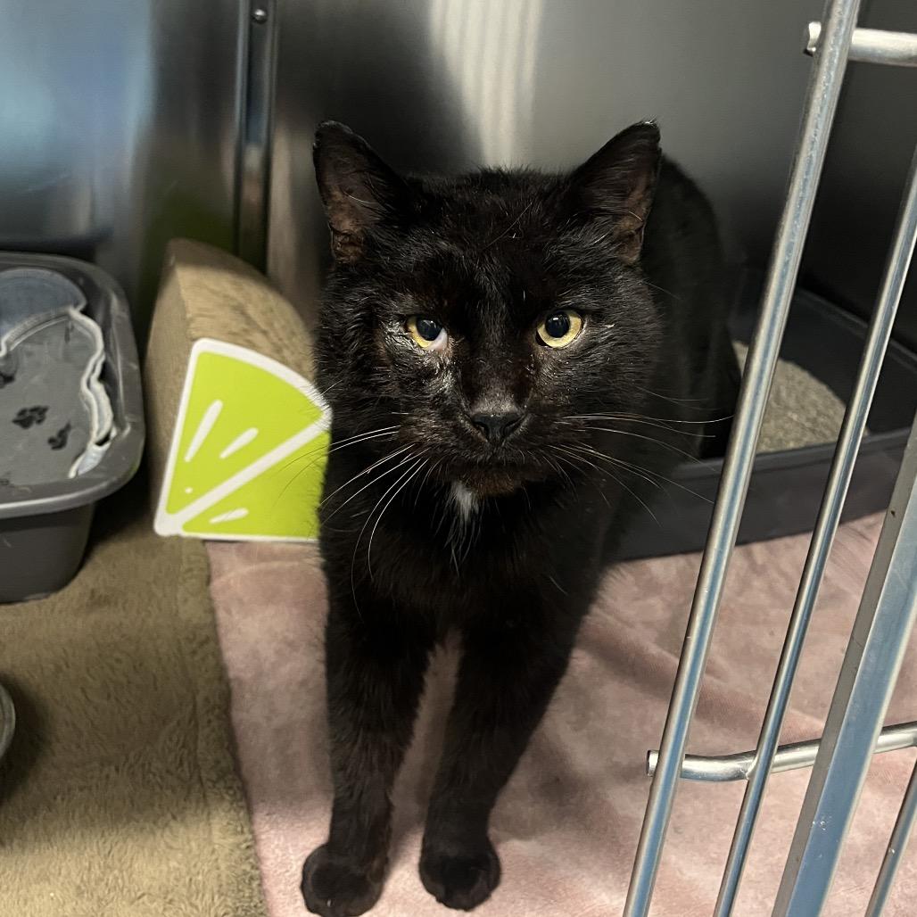 Enlarge Jack, a Adoptable Domestic Short Hair in Hinsdale, IL image 2/2