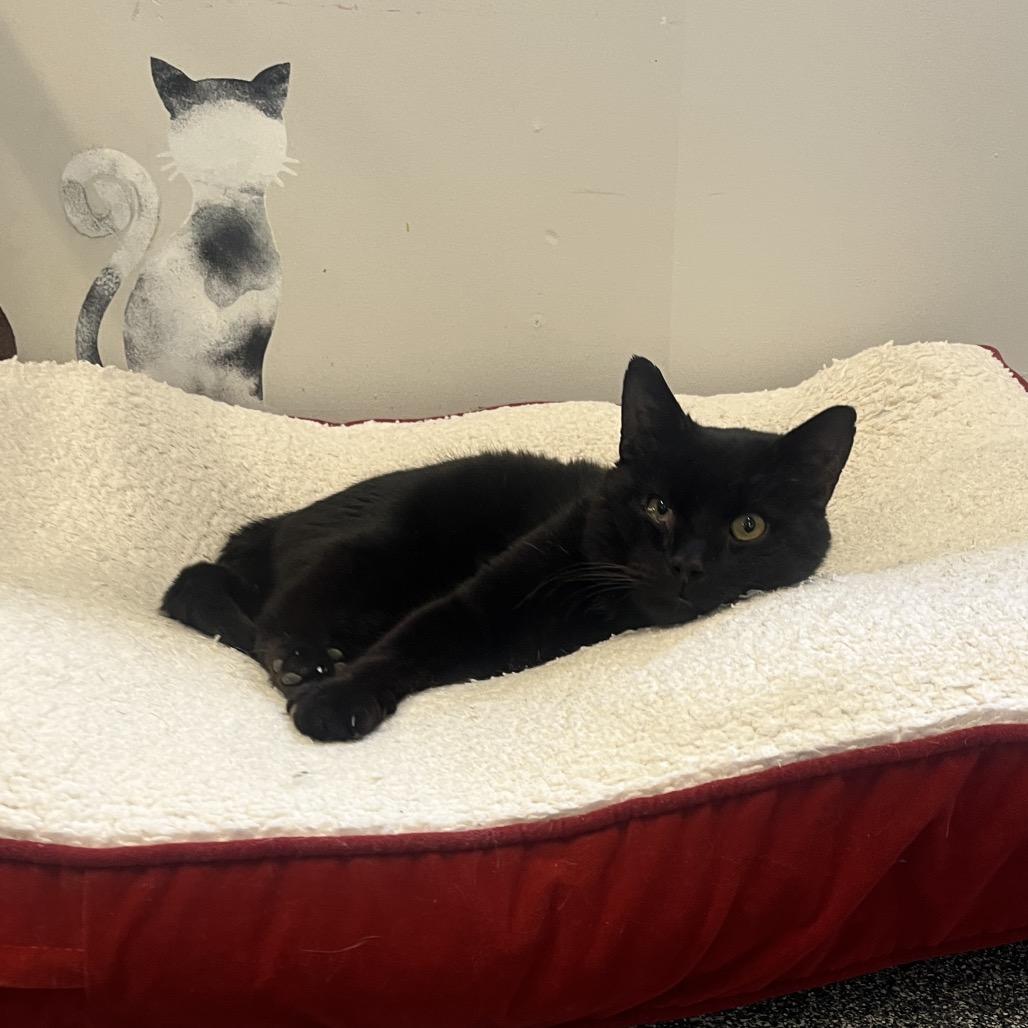 Enlarge Jack, a Adoptable Domestic Short Hair in Hinsdale, IL image 3/3