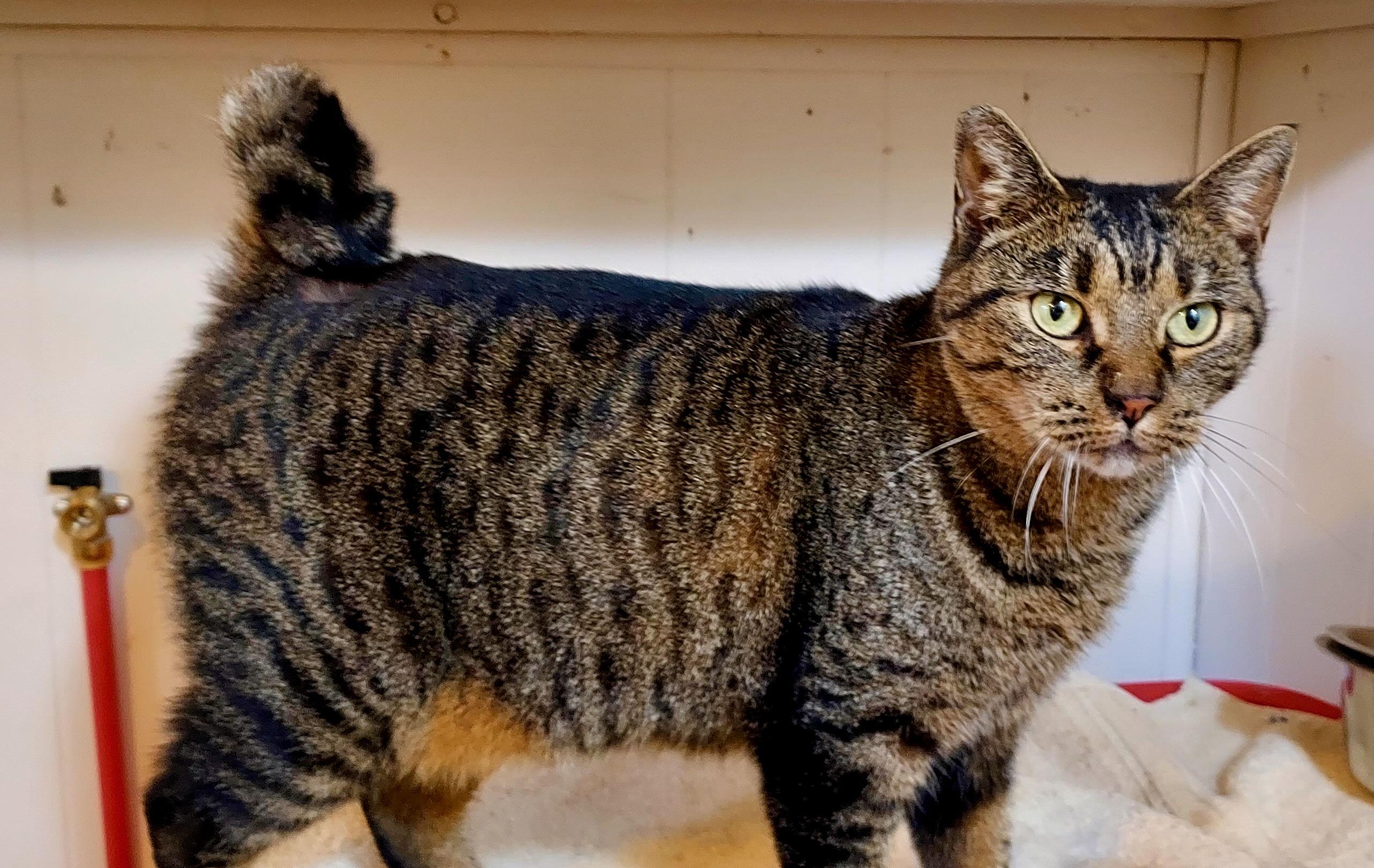 Alia, a Adoptable Tabby in Hood River, OR image 4/4