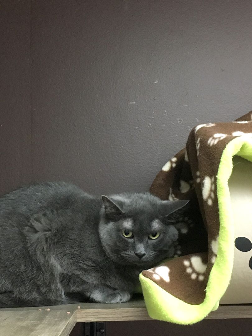 Mickey, an adoptable Domestic Short Hair in Crystal Lake, IL, 60012 | Photo Image 5