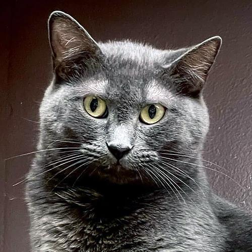 Mickey, an adoptable Domestic Short Hair in Crystal Lake, IL, 60012 | Photo Image 1