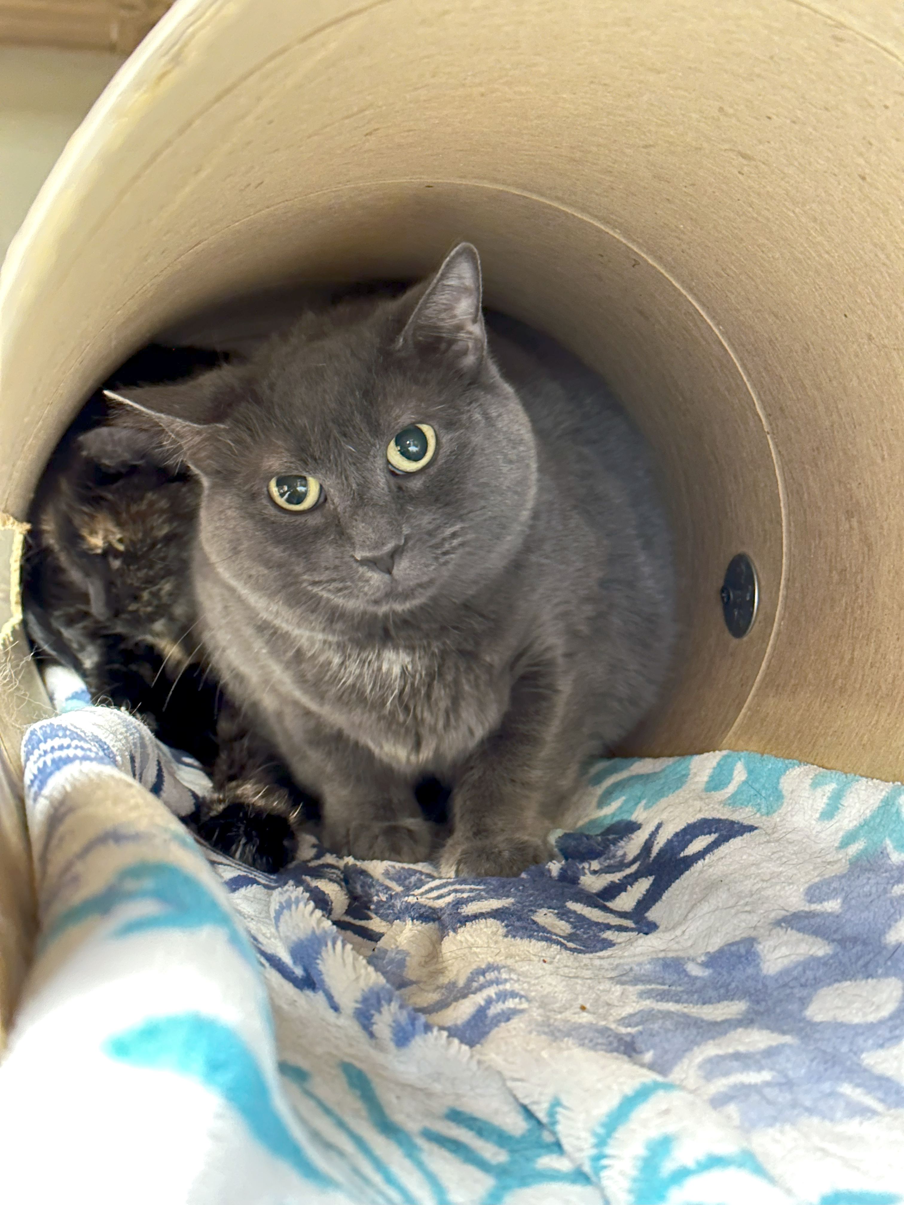 Mickey, an adoptable Domestic Short Hair in Crystal Lake, IL, 60012 | Photo Image 3