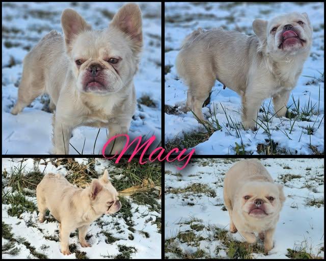 Macy, ADOPTABLE, Adult Female French Bulldog.