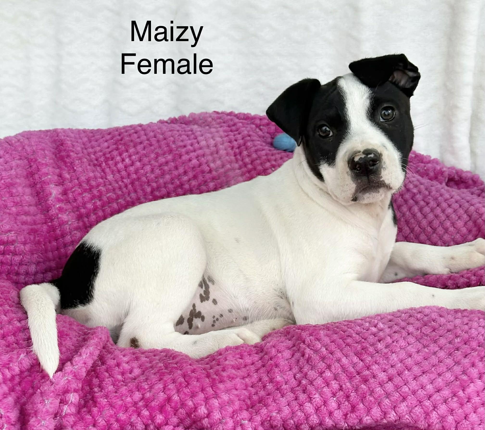 Maisy the bully mix puppy , Adoptable, Puppy Female American Staffordshire Terrier & Terrier.