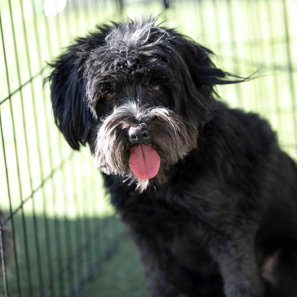 Emmy (JN25-504), Adoptable, Adult Female Schnauzer.