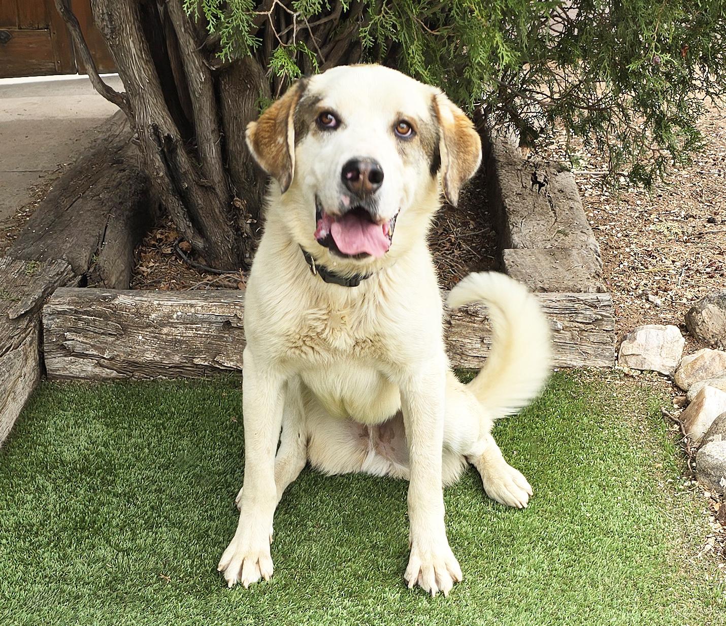 Enlarge Glorious Mr Gnocchi ~ Saint Pyr Pup !, a Adoptable mixed breed in Albuquerque, NM image 4/5