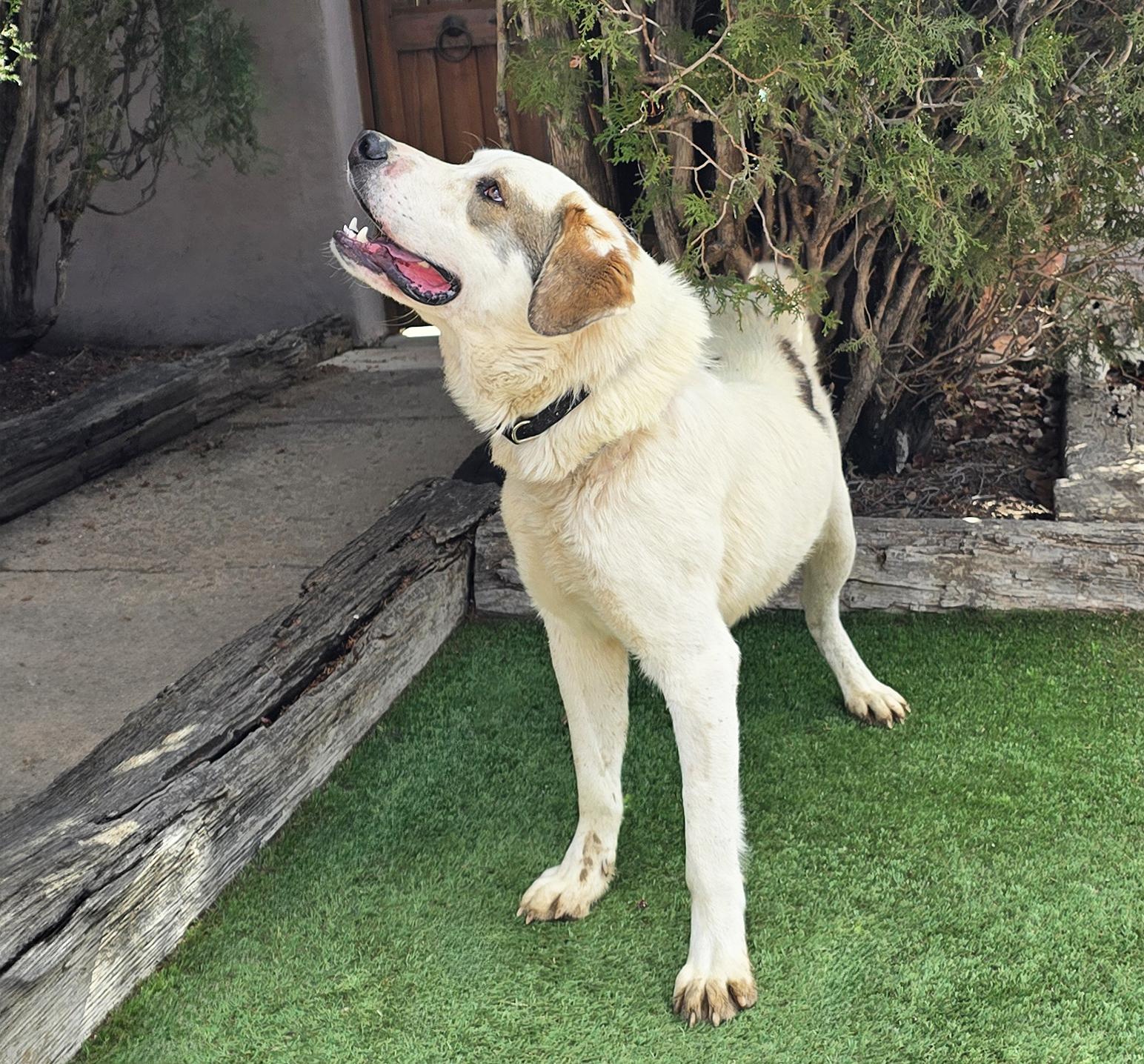 Enlarge Glorious Mr Gnocchi ~ Saint Pyr Pup !, a Adoptable mixed breed in Albuquerque, NM image 2/2