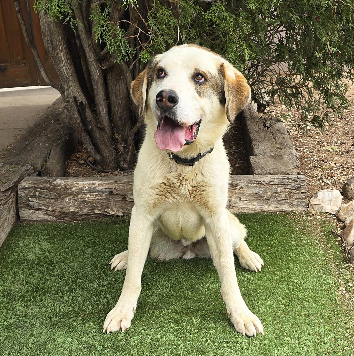 Enlarge Glorious Mr Gnocchi ~ Saint Pyr Pup !, a Adoptable mixed breed in Albuquerque, NM image 2/5