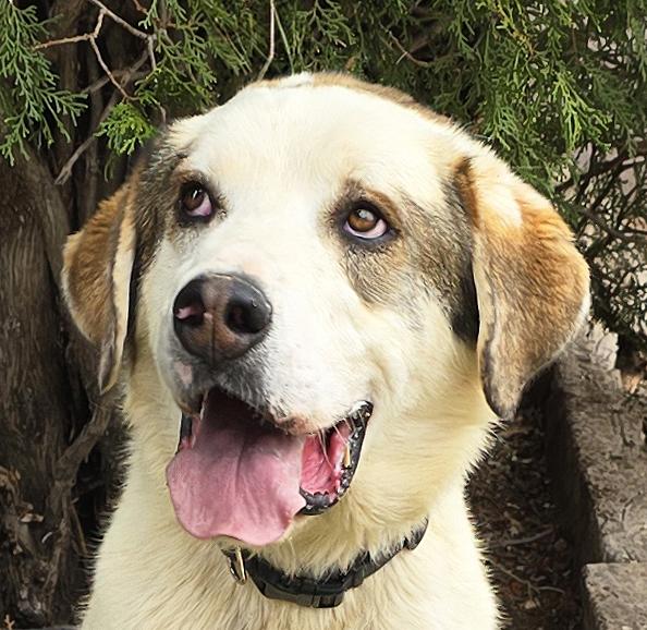 Enlarge Glorious Mr Gnocchi ~ Saint Pyr Pup !, a Adoptable mixed breed in Albuquerque, NM image 1/5