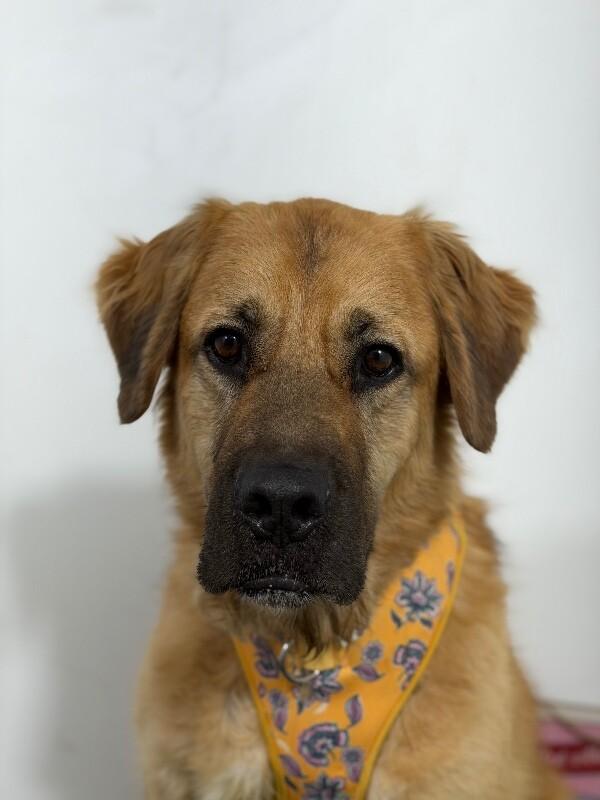 Reagan-One of our Amazing Rescue Dogs photo