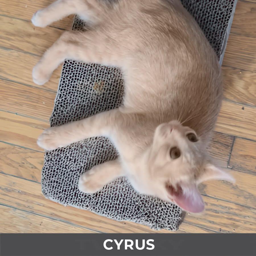 Cyrus, a Adoptable Domestic Short Hair in Etobicoke, ON image 2/2