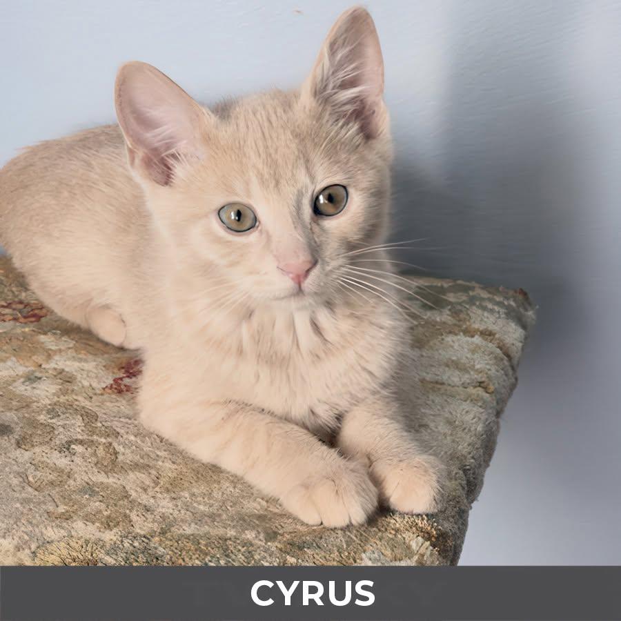Cyrus, Adoptable, Kitten Male Domestic Short Hair.
