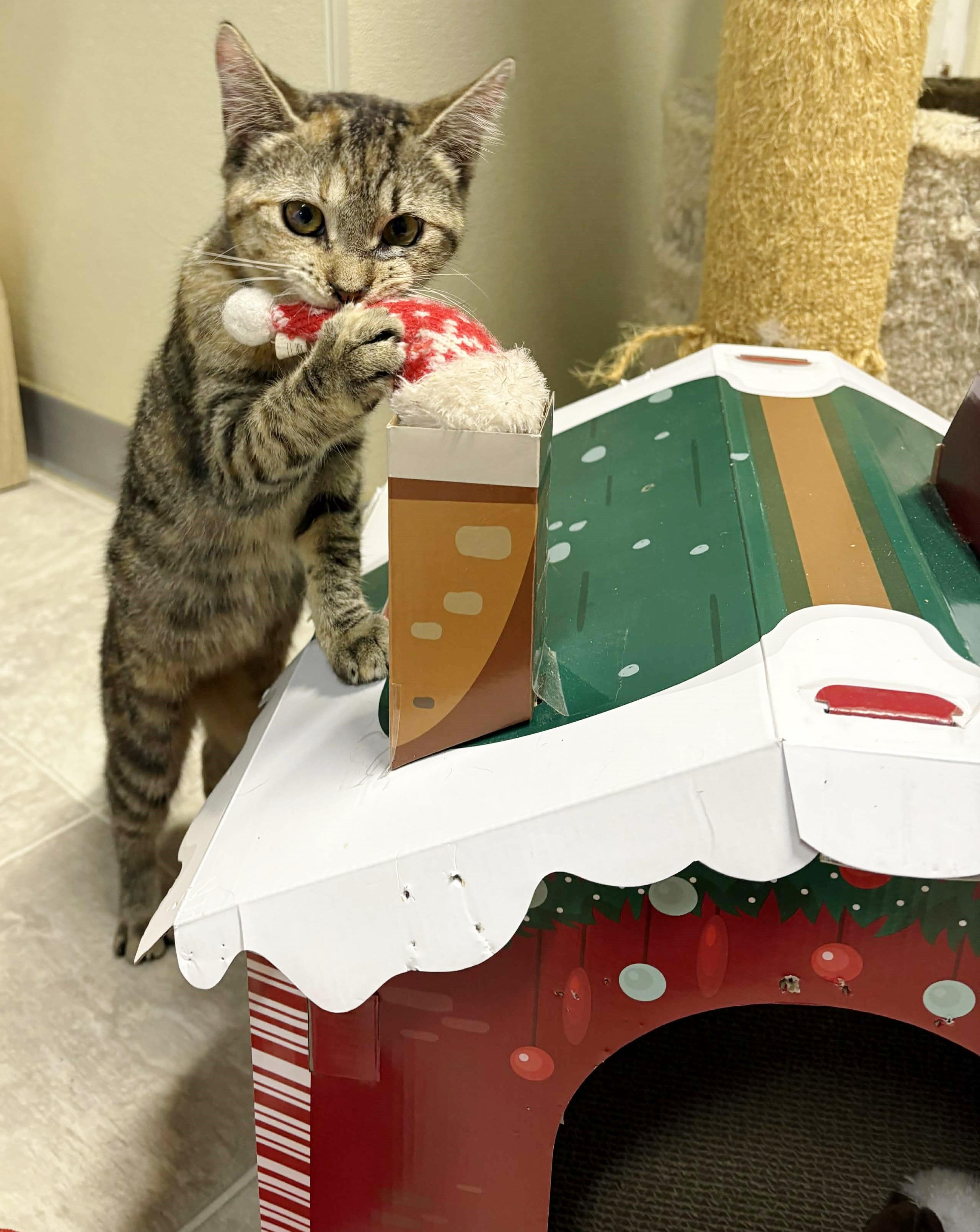 Kismet, ADOPTABLE, Young Female Torbie.