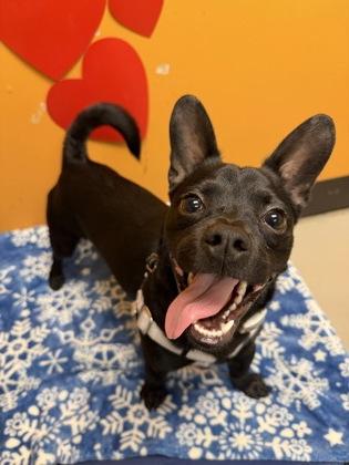 Fernando, adopted, Young Male Chihuahua & Dachshund.