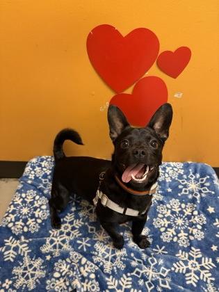 Enlarge Fernando, an adopted mixed breed in Bellingham, WA image 3/3