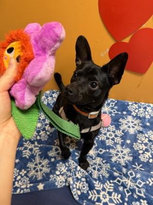 Enlarge Fernando, an adopted mixed breed in Bellingham, WA image 2/3