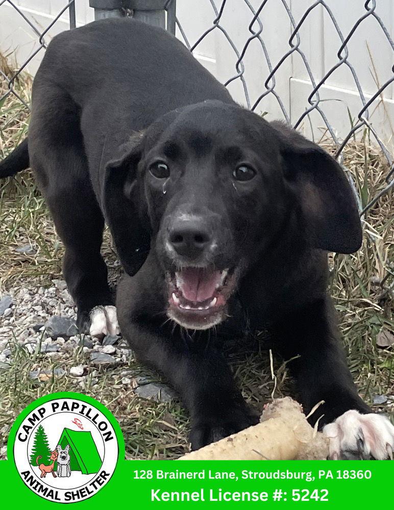 Joyce, Adoptable, Young Female German Shepherd Dog & Poodle.