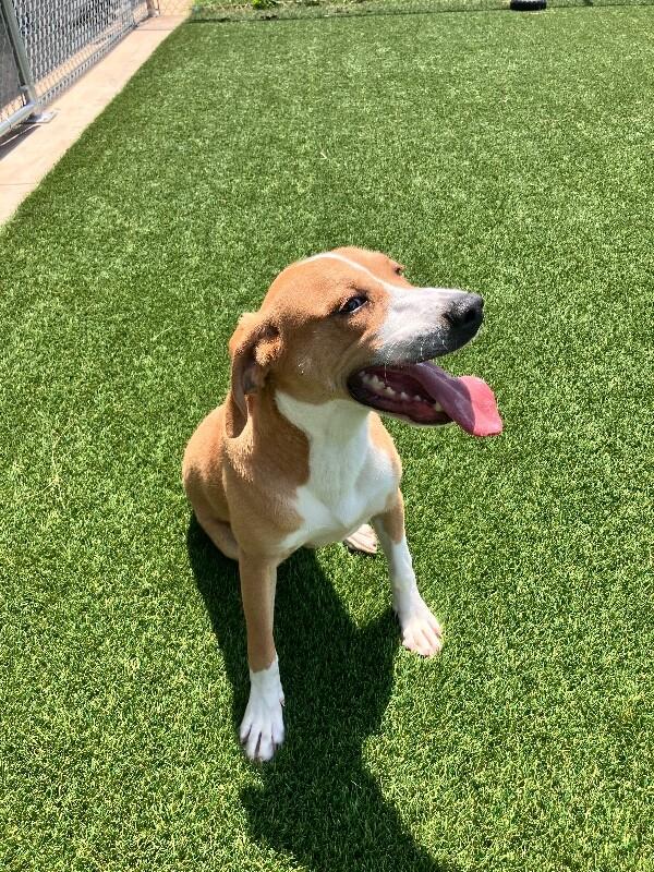Caesar, Adoptable, Adult Male Mixed Breed.