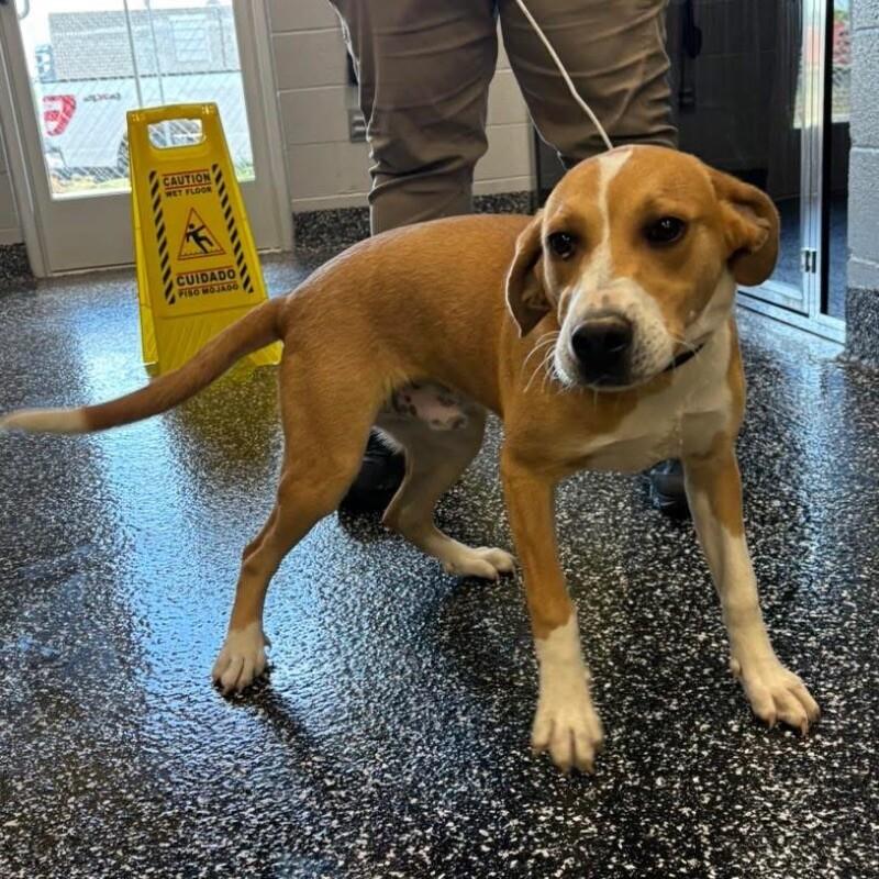 Caesar, a Adoptable Mixed Breed in Jackson, TN image 2/4