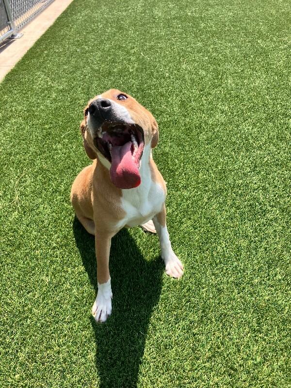 Caesar, a Adoptable Mixed Breed in Jackson, TN image 3/4