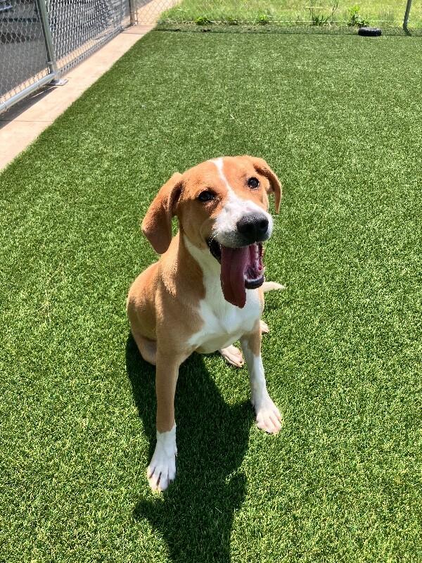 Caesar, a Adoptable Mixed Breed in Jackson, TN image 4/4