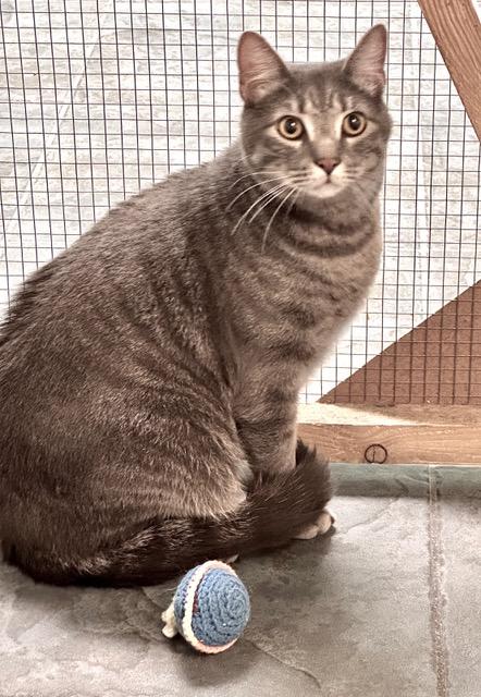 Prince, ADOPTABLE, Young Male Domestic Short Hair.