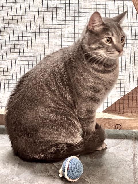 Prince, a ADOPTABLE mixed breed in Englewood, FL image 2/3