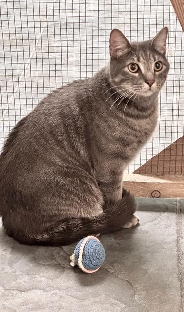 Prince, a ADOPTABLE mixed breed in Englewood, FL image 3/3