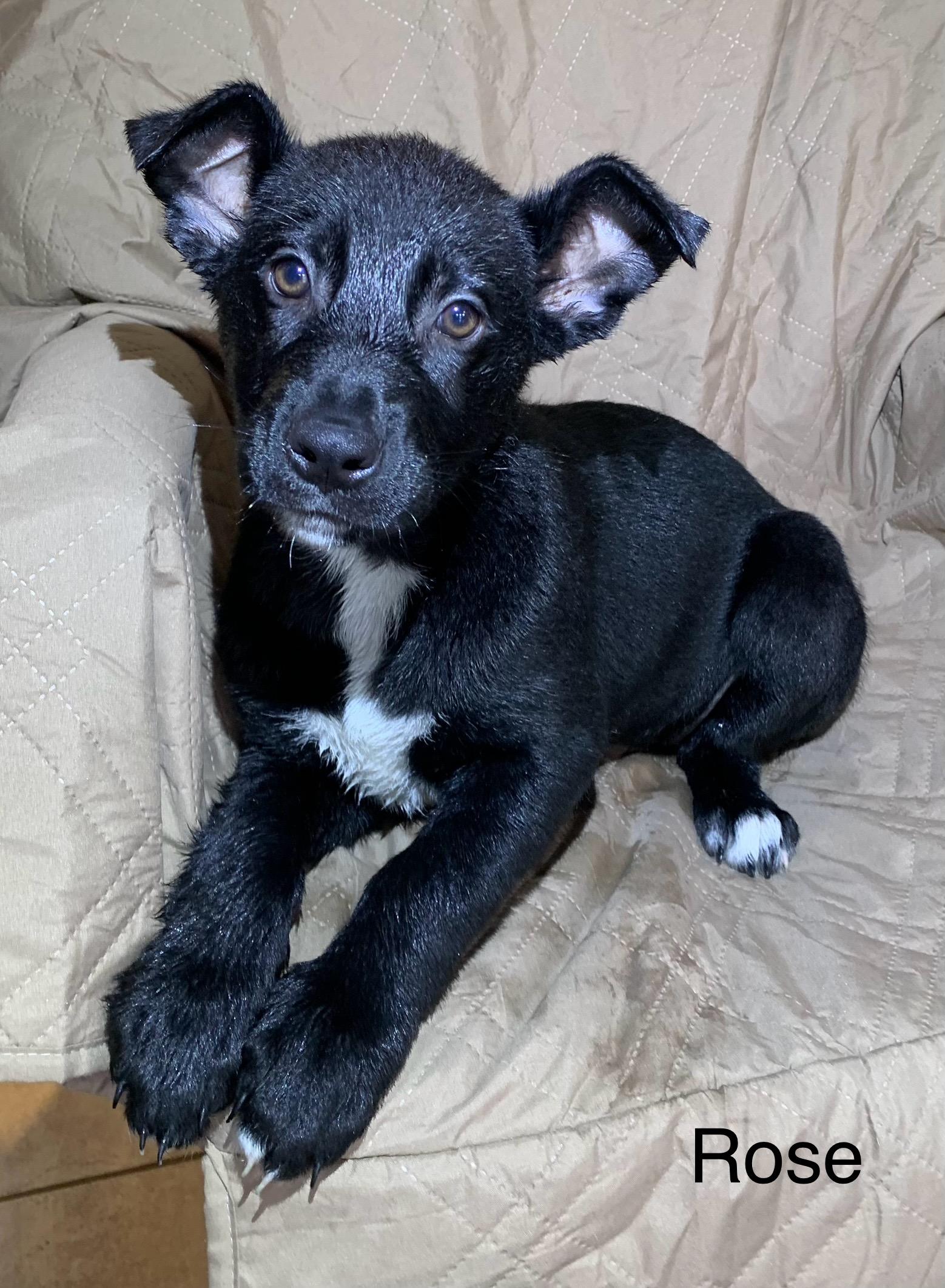 Enlarge Rose, a ADOPTABLE mixed breed in Massena, NY image 1/1