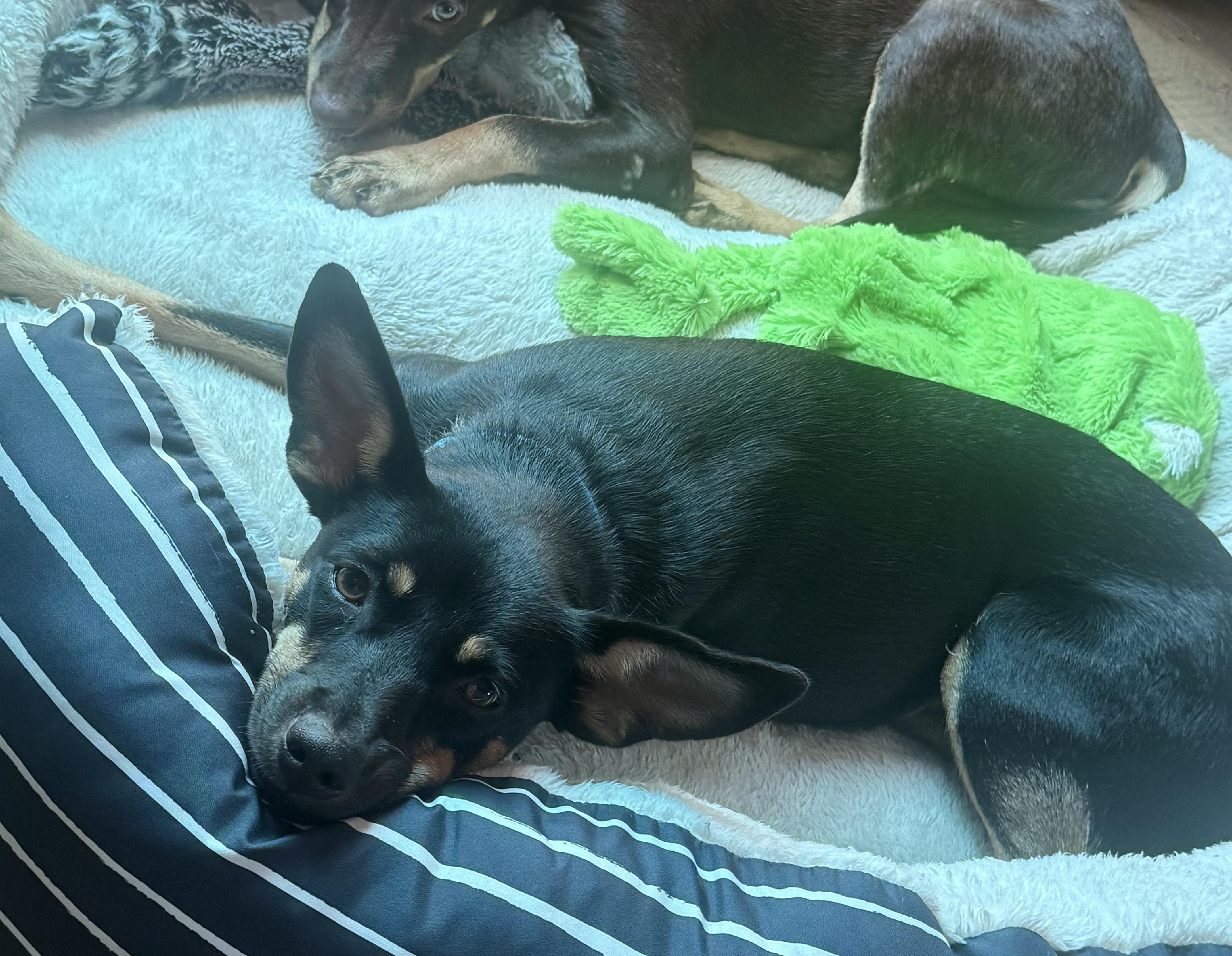 Pepper, a Adoptable Miniature Pinscher in Brooklyn, NY image 6/6