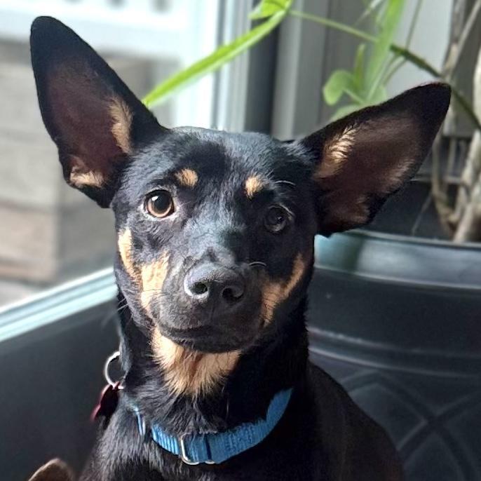 Pepper, Adoptable, Young Female Miniature Pinscher.