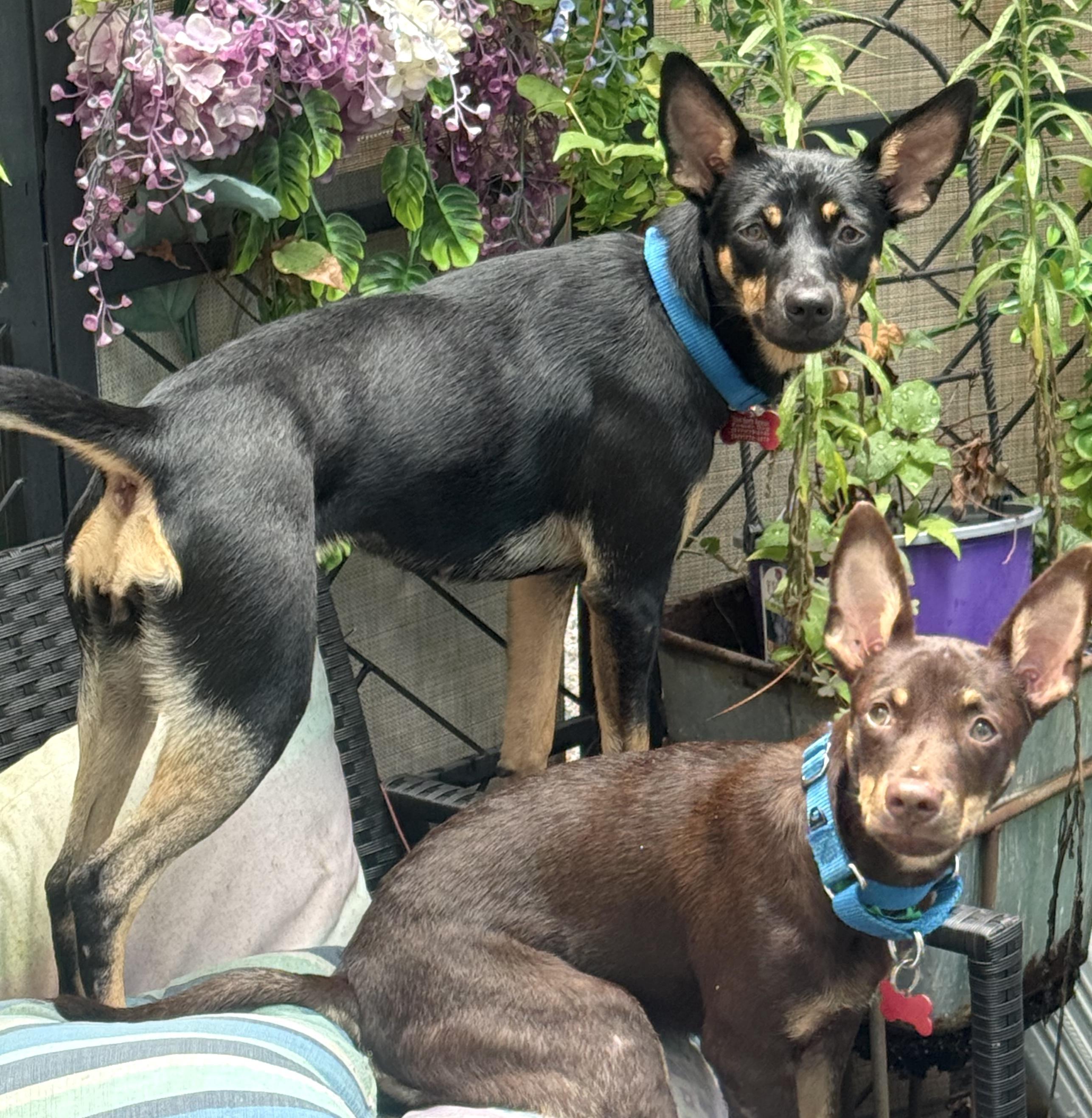 Pepper, a Adoptable Miniature Pinscher in Brooklyn, NY image 2/6