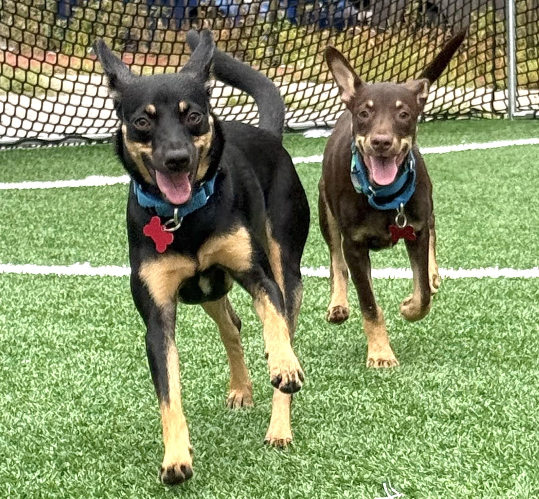 Pepper, a Adoptable Miniature Pinscher in Brooklyn, NY image 3/6