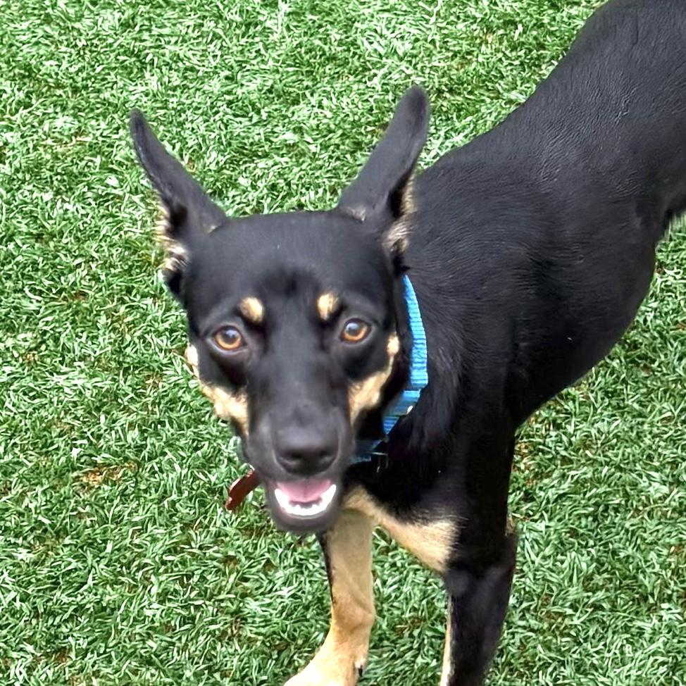 Pepper, a Adoptable Miniature Pinscher in Brooklyn, NY image 4/6
