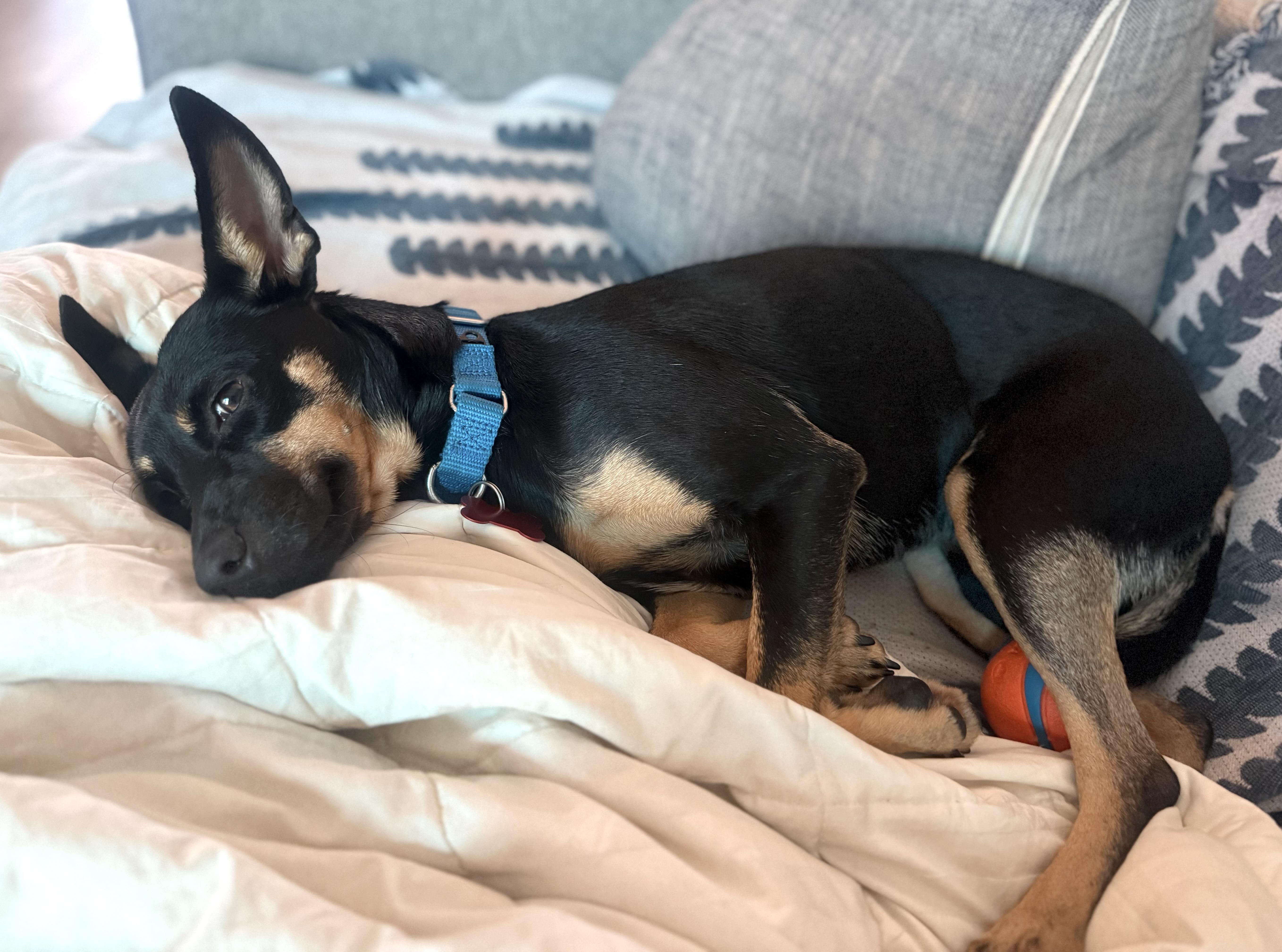 Pepper, a Adoptable Miniature Pinscher in Brooklyn, NY image 5/6