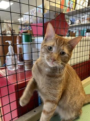 Enlarge Aspen, a Adoptable Domestic Short Hair in River Ridge, LA image 1/3