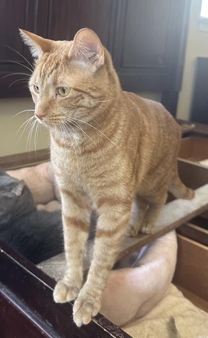Aspen, Adoptable, Young Female Domestic Short Hair & Domestic Short Hair.