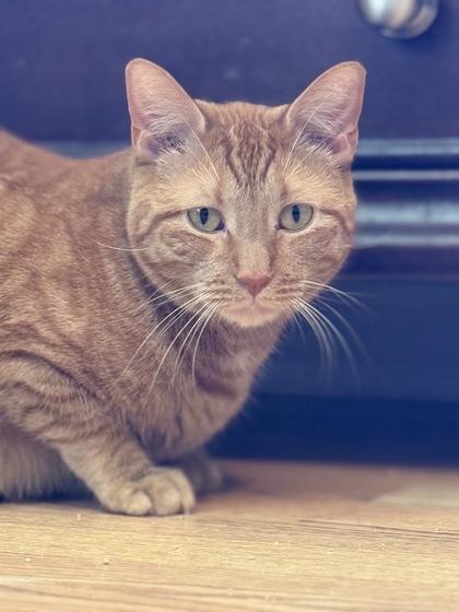 Aspen, a Adoptable Domestic Short Hair in River Ridge, LA image 3/3