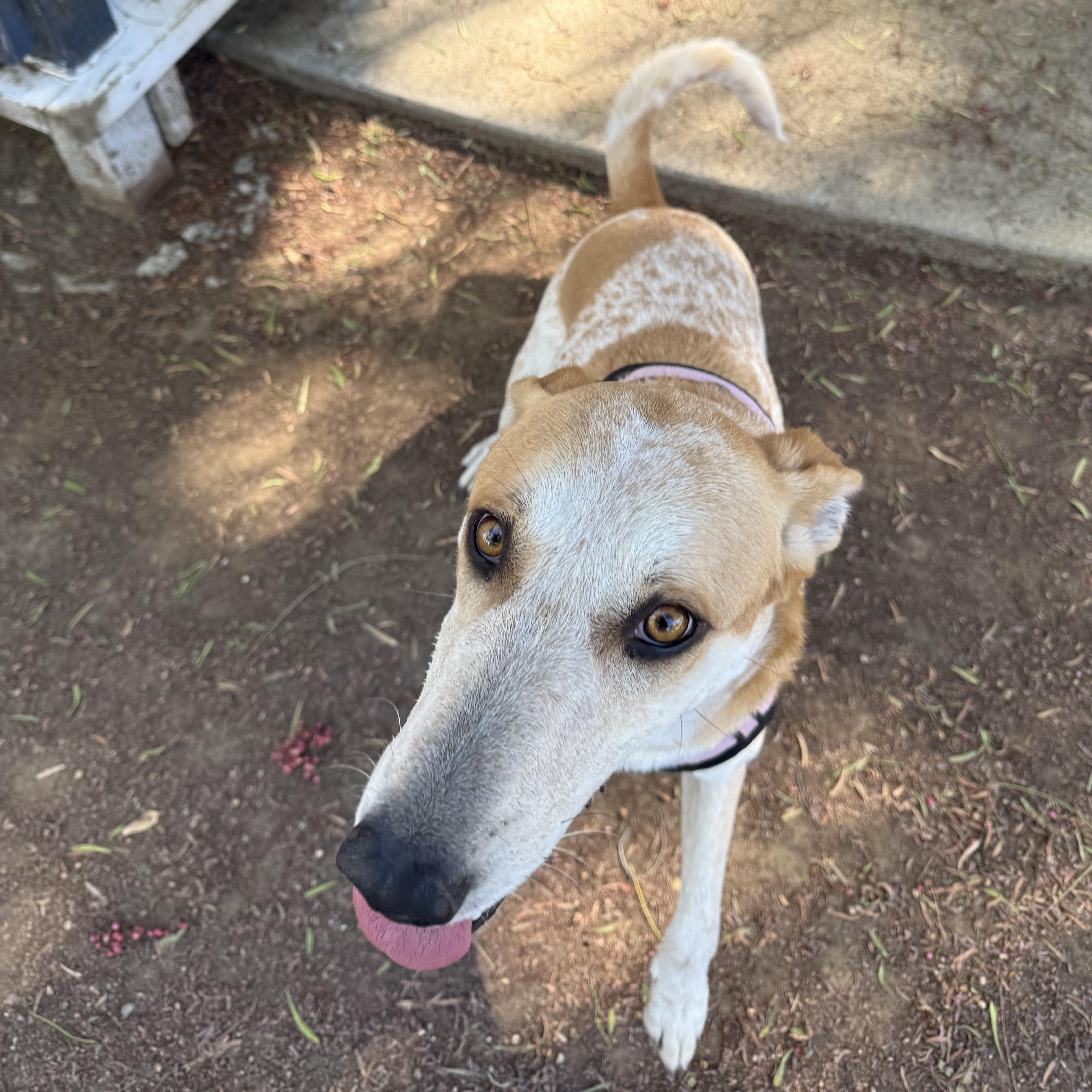 Enlarge Chloe, a Adoptable mixed breed in Seal Beach, CA image 3/6