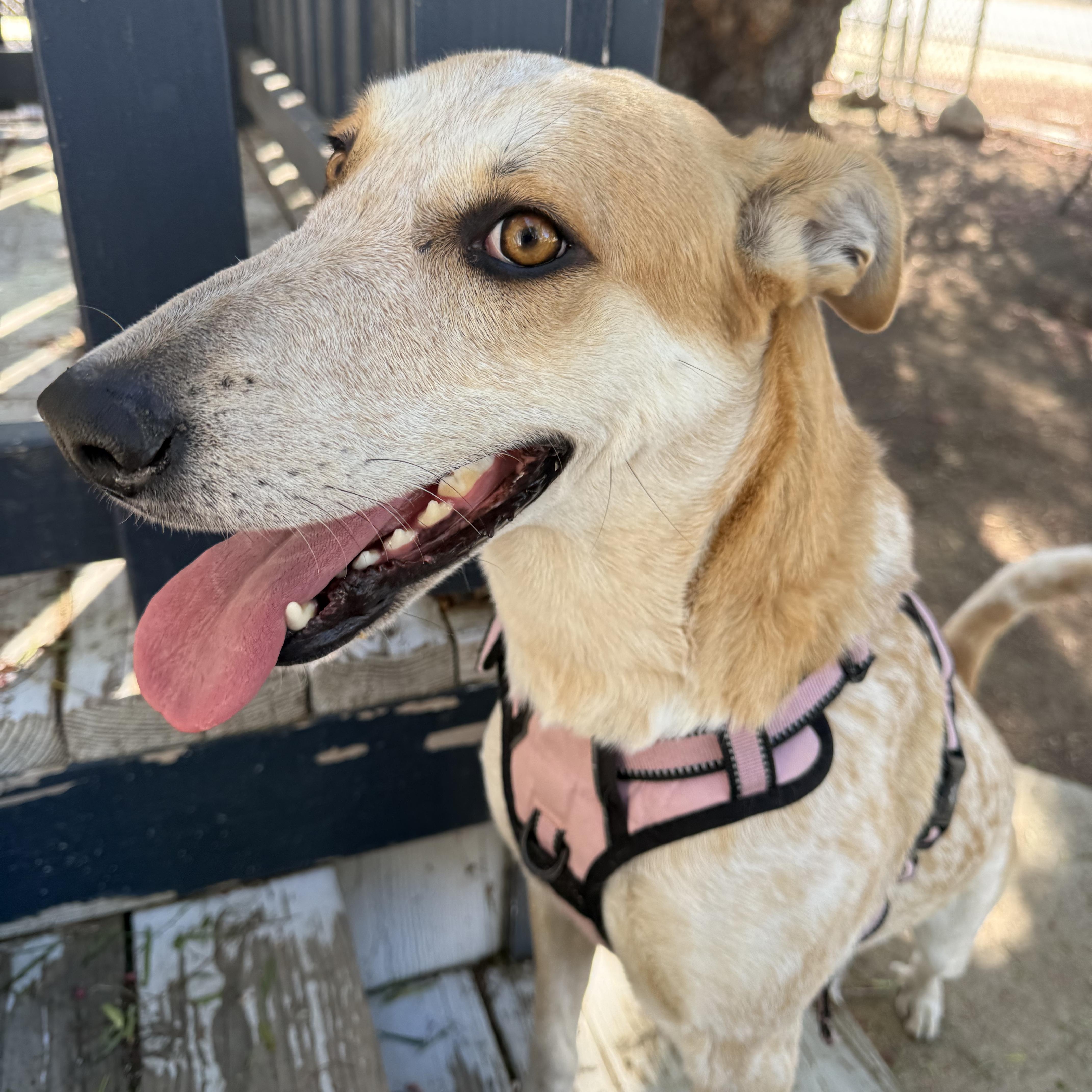 Chloe, Adoptable, Adult Female Cattle Dog & Catahoula Leopard Dog.