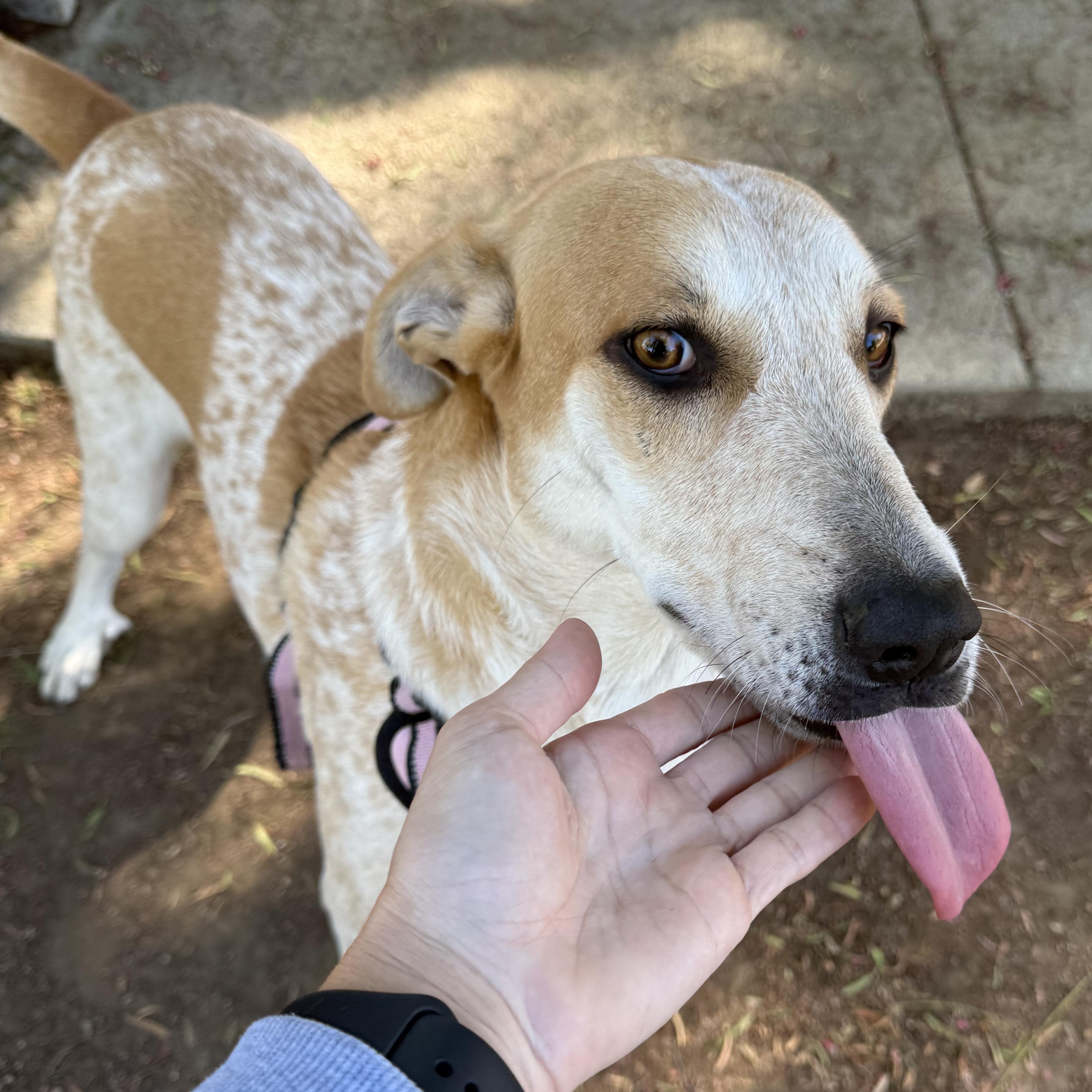 Enlarge Chloe, a Adoptable mixed breed in Seal Beach, CA image 4/6