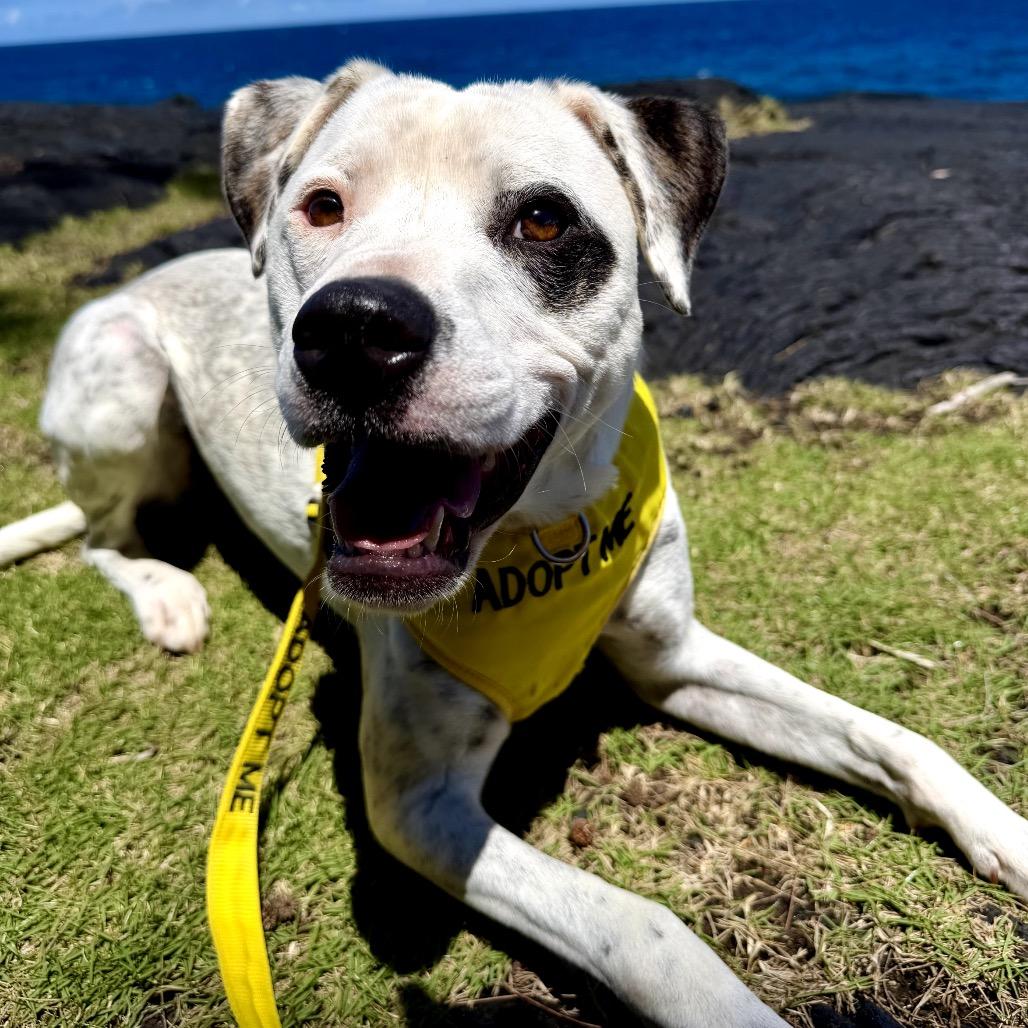 Enlarge Fabric Litter: Silk (Mila), a Adoptable Mixed Breed in Keaau, HI image 1/5