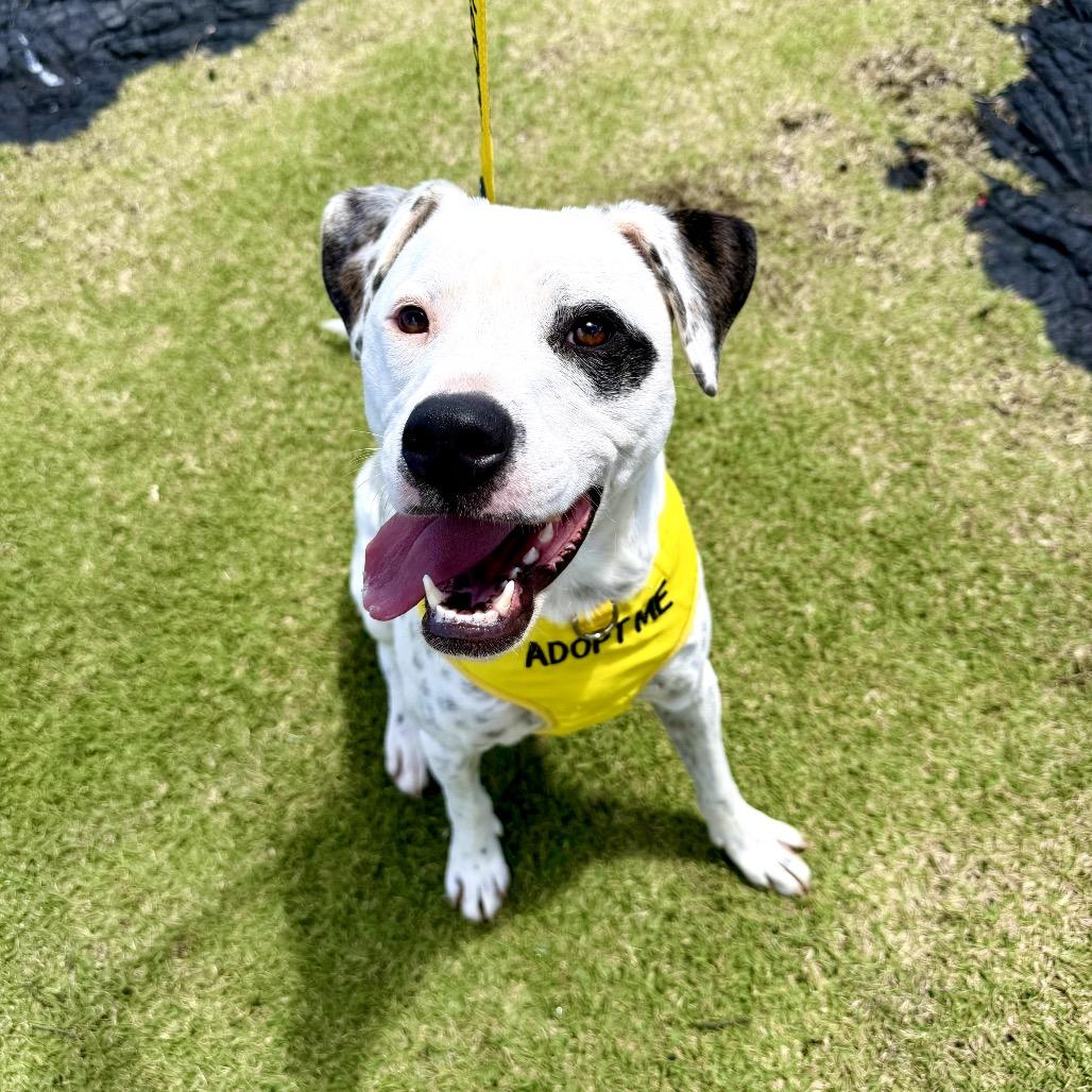 Enlarge Fabric Litter: Silk (Mila), a Adoptable Mixed Breed in Keaau, HI image 2/5