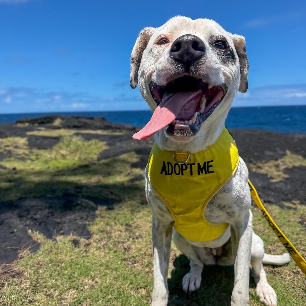 Enlarge Fabric Litter: Silk (Mila), a Adoptable Mixed Breed in Keaau, HI image 3/5