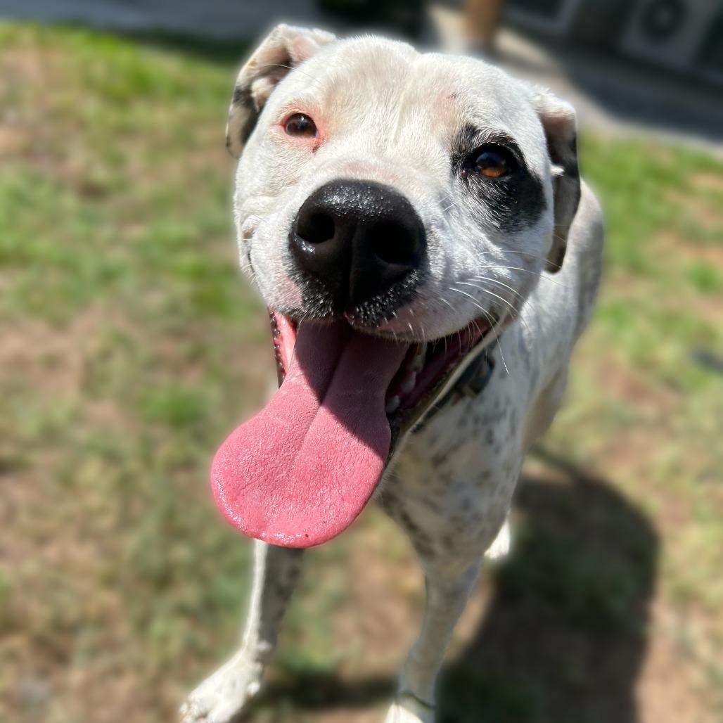 Enlarge Fabric Litter: Silk (Mila), a Adoptable Mixed Breed in Keaau, HI image 1/1